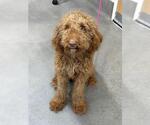 Small Poodle (Standard)
