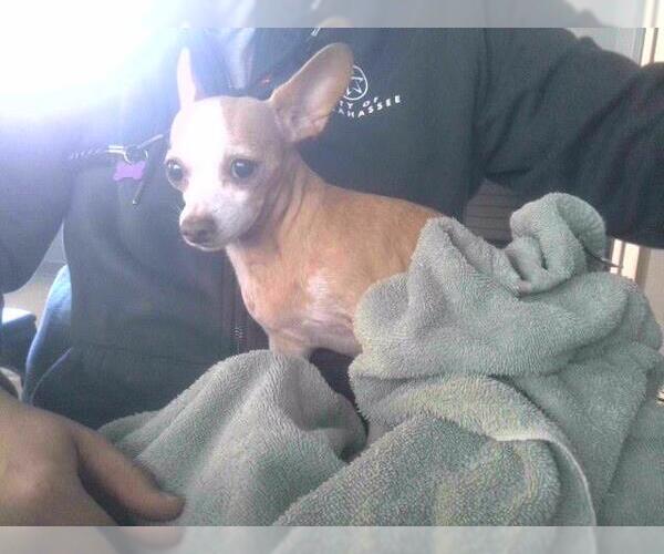 Medium Photo #1 Chihuahua-Unknown Mix Puppy For Sale in Tallahassee, FL, USA