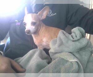 Chihuahua-Unknown Mix Dogs for adoption in Tallahassee, FL, USA