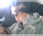 Small Chihuahua Mix