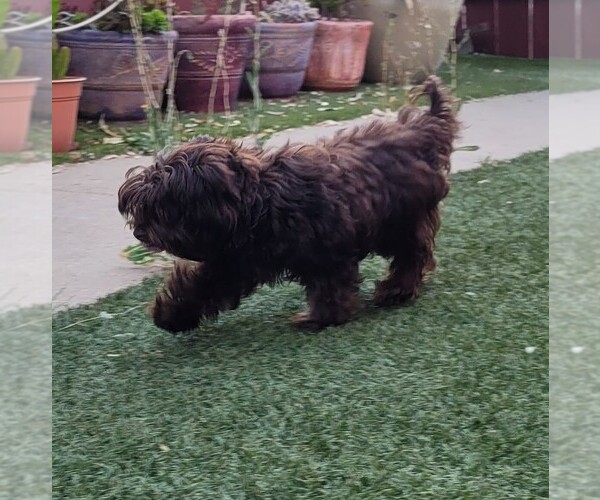 Medium Photo #10 Yorkipoo Puppy For Sale in LAKESIDE, CA, USA