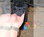 Small #10 Poodle (Toy)