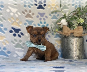 Carkie Puppy for sale in LANCASTER, PA, USA