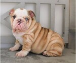 Small Photo #4 Bulldog Puppy For Sale in CARSON CITY, MI, USA