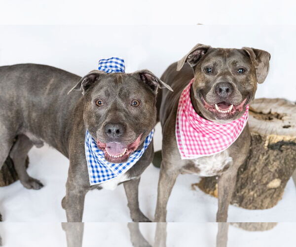 Medium Photo #6 American Pit Bull Terrier Puppy For Sale in Princeton, MN, USA