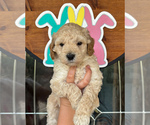 Small Photo #5 Goldendoodle (Miniature) Puppy For Sale in MIDLOTHIAN, TX, USA