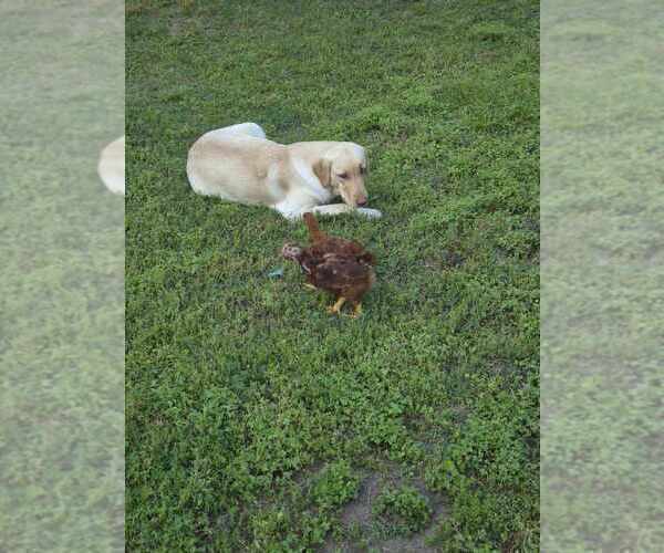 Medium Photo #9 Labrador Retriever Puppy For Sale in GAFFNEY, SC, USA