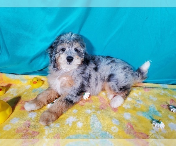 Medium Photo #2 Bernedoodle (Miniature) Puppy For Sale in COLORADO SPRINGS, CO, USA