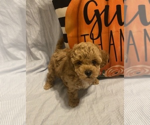 Poodle (Toy) Puppy for sale in GRANBY, MO, USA