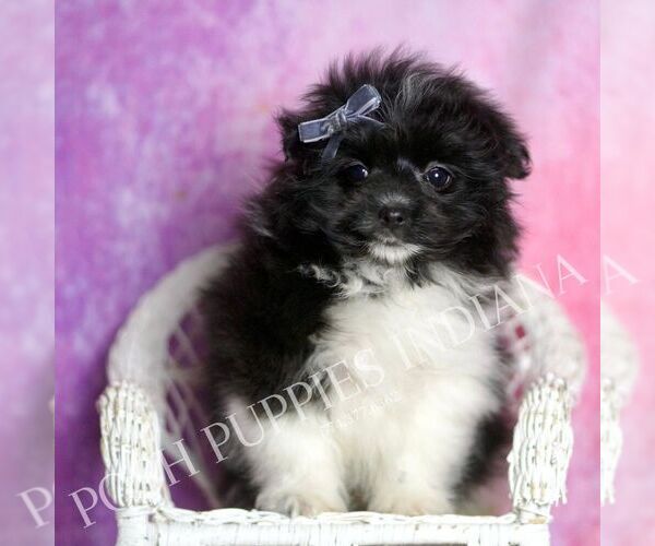 Medium Photo #5 Maltipom Puppy For Sale in WARSAW, IN, USA