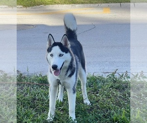Siberian Husky Puppy for sale in WEST PALM BEACH, FL, USA