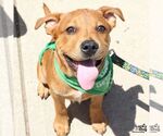 Small #11 Labrador Retriever Mix