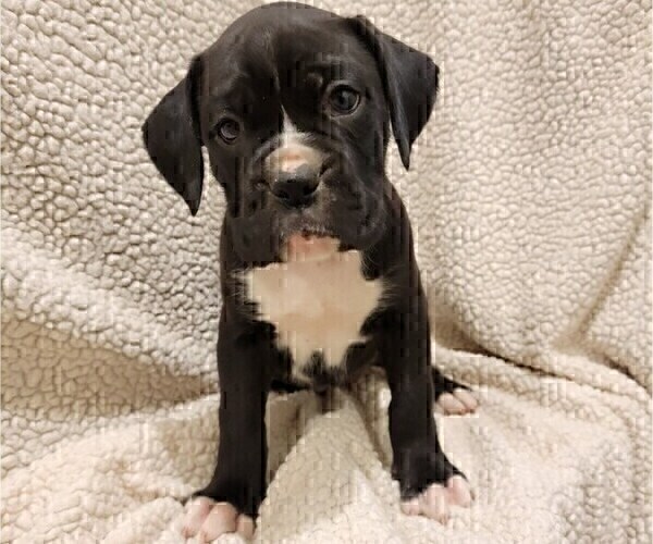 Medium Photo #5 Boxer Puppy For Sale in JOLIET, IL, USA