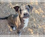 Small #1 Labrador Retriever Mix