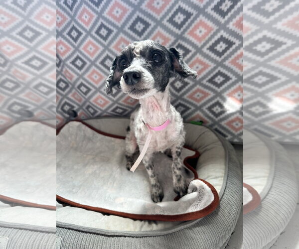 Medium Photo #1 Poodle (Miniature) Puppy For Sale in Pacolet, SC, USA