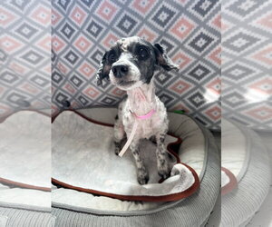 Poodle (Miniature) Dogs for adoption in Pacolet, SC, USA