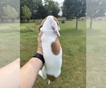 Small #7 Dachshund