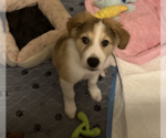 Small #2 Collie-Great Pyrenees Mix