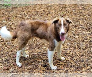 Border Collie-Unknown Mix Dogs for adoption in Ellijay, GA, USA