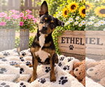 Small #2 Chihuahua Mix