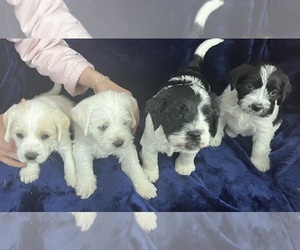 Schnocker Litter for sale in WHITE SULPHUR SPRINGS, MT, USA