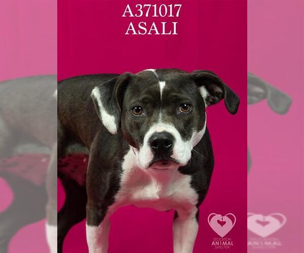 Medium Photo #2 Labrador Retriever Puppy For Sale in Stockton, CA, USA