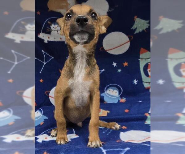 Medium Photo #1 Mutt Puppy For Sale in HESPERIA, CA, USA