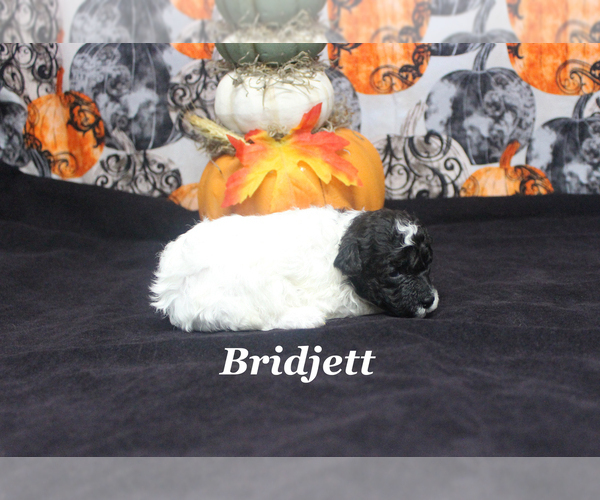 Medium Photo #6 Poodle (Toy) Puppy For Sale in CHANUTE, KS, USA