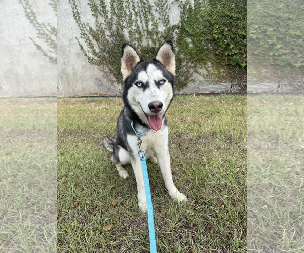 Medium Photo #1 Siberian Husky Puppy For Sale in Carrollton, TX, USA