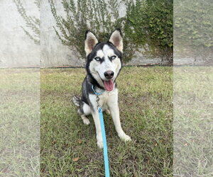 Siberian Husky Dogs for adoption in Carrollton, TX, USA
