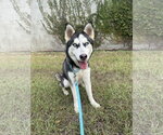 Sashimi *Foster Needed* - Female Siberian Husky Dog for Adoption - Small photo