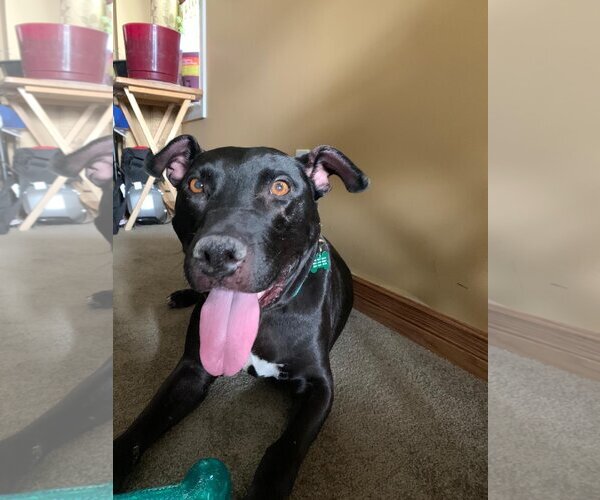 Medium Photo #1 American Pit Bull Terrier-Labrador Retriever Mix Puppy For Sale in Calgary, Alberta, Canada
