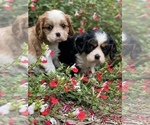 Small Photo #8 Cavalier King Charles Spaniel Puppy For Sale in MONTECITO, CA, USA