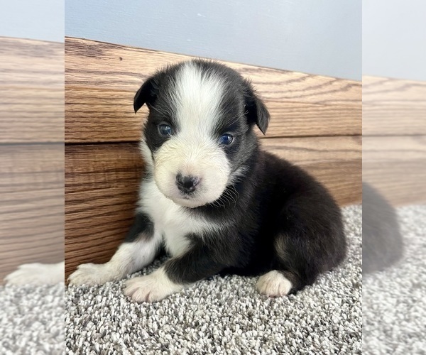 Medium Photo #2 Australian Shepherd Puppy For Sale in LODA, IL, USA