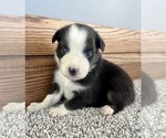 Small #1 Australian Shepherd