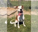 Small #1 Boxer Mix