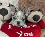 Small #1 Faux Frenchbo Bulldog