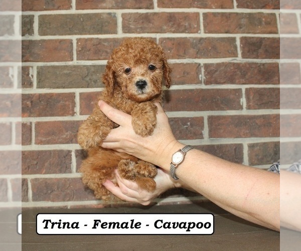 Medium Photo #3 Cavapoo (Miniature) Puppy For Sale in CLARKRANGE, TN, USA