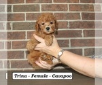 Small #2 Cavapoo (Miniature)
