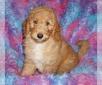 Small #6 Labradoodle