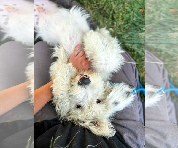 Medium Photo #2 Mutt Puppy For Sale in Sandy, UT, USA