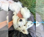 Small #1 Mutt