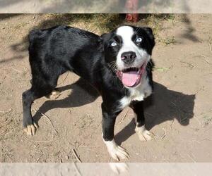 Border Collie Dogs for adoption in West Valley, UT, USA