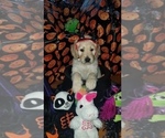 Small Photo #12 Goldendoodle Puppy For Sale in EAST POINT, GA, USA