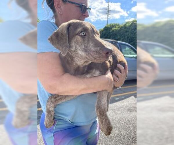 Medium Photo #2 Catahoula Leopard Dog-Chocolate Labrador retriever Mix Puppy For Sale in Mt. Laurel, NJ, USA