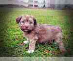 Small Photo #1 Havanese Puppy For Sale in MARSHFIELD, MO, USA