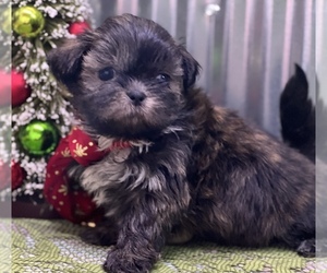 Shih Tzu Puppy for Sale in LANSING, Iowa USA