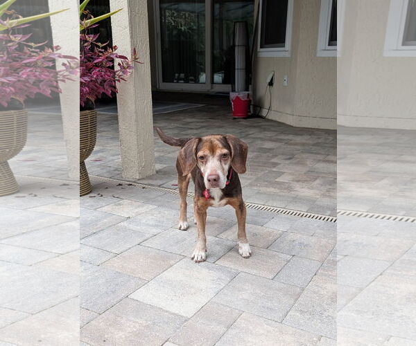 Medium Photo #5 Beagle Puppy For Sale in Tampa, FL, USA