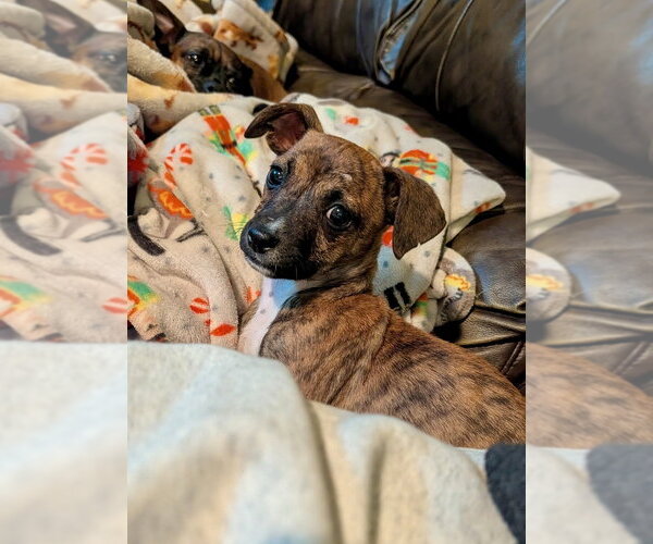 Medium Photo #1 Chihuahua-Unknown Mix Puppy For Sale in Mooresville, NC, USA