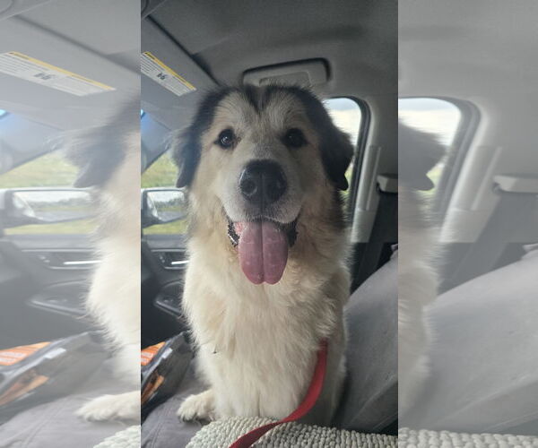 Medium Photo #1 Alaskan Malamute-Great Pyrenees Mix Puppy For Sale in Columbus, IN, USA